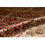 Hand Knotted Wool Oriental Area Rug