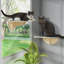 Ventouses pour chat Ceili