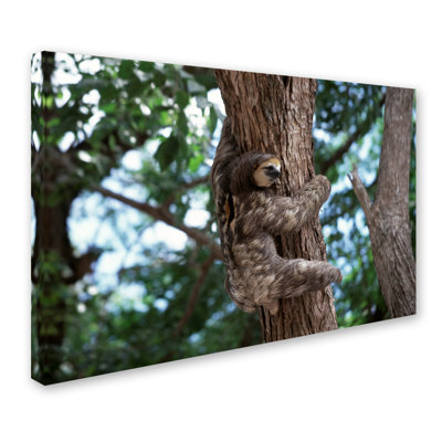 Ann 'Sloth' Photographic Print on Wrapped Canvas