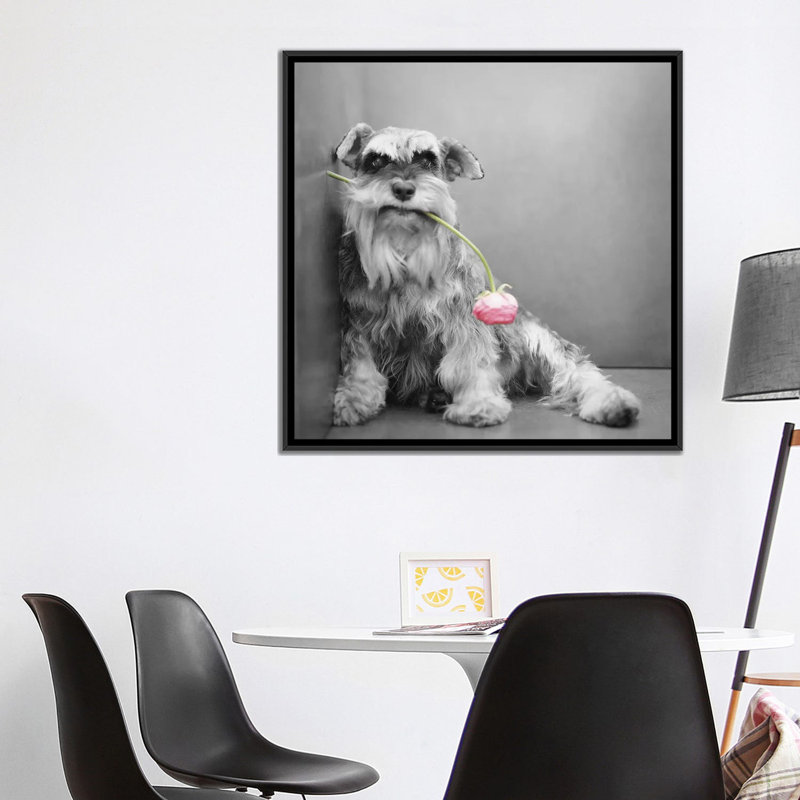 « ziggy », reproduction de photo sur toile tendue Rachael Hale, H 18 po x l 18 po x P 1,5 po, Toile avec cadre noir