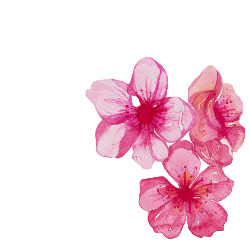 Brunch Of Cherry Blossom by L0Ngtime - Wrapped Canvas Print, 50.8cm H x 50.8cm W