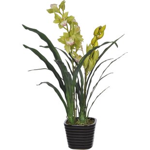 Faux Green Cymbidium Orchid Flower in Vase