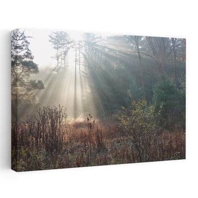 The Sunlight Above - Contemporary Photography Forest Trees Art