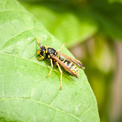 «Tiaja Wasp On A Leaf On Canvas» par Monsieurm31, photographie