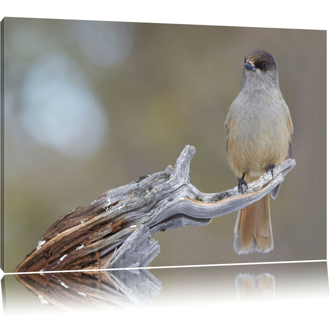 Leinwandbild Kleiner Vogel auf Ast