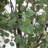 12ft. Artificial Eucalyptus Tree