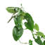 Plante à suspendre artificielle Philodendron