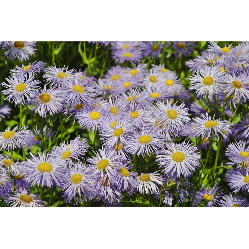 Flowers 1 Piece Wrapped Canvas Wall Art, 30cm H x 46cm W