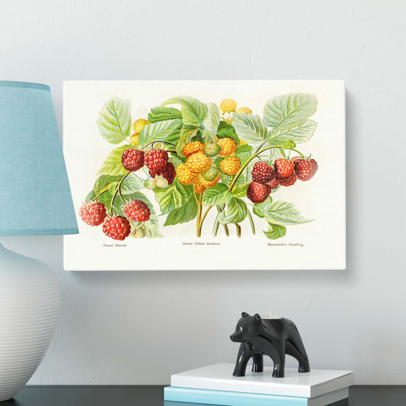 Vintage Illustration of Raspberries - Wrapped Canvas, 35cm H x 50cm W x 3cm D