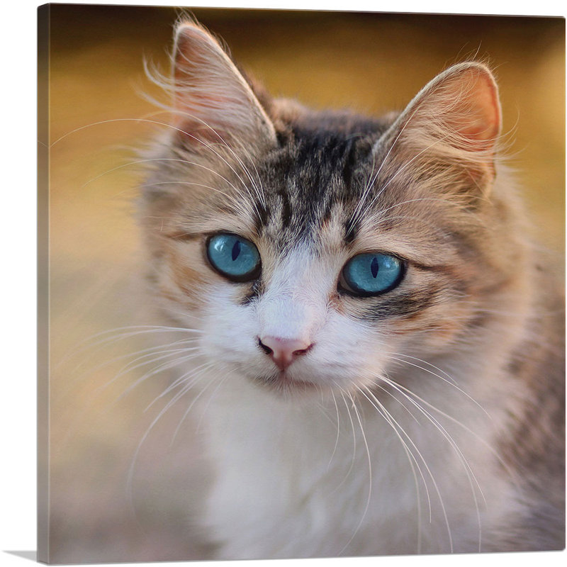 «Blue Eyes Cat», reproduction de photo sur toile tendue, H 12 po x l 12 po x P 0,75 po