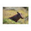 Art sur toile, Bob Bob Langrish-104136522