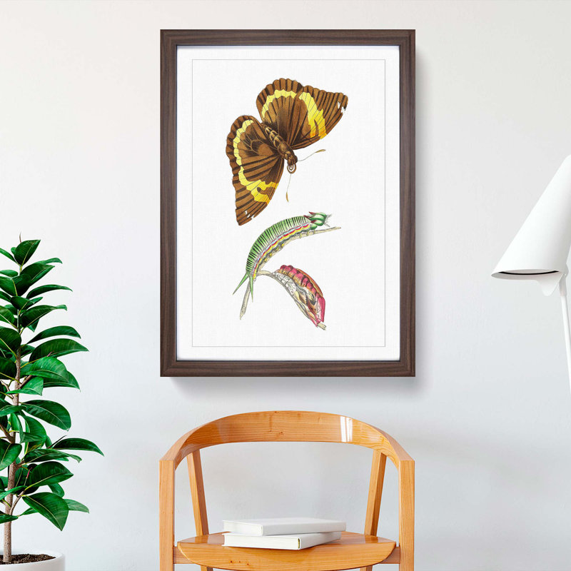 Caterpillar & Cassia Butterfly by George Shaw - Picture Frame Graphic Art Print, Walnut Framed, 48cm H x 36cm W x 2cm D