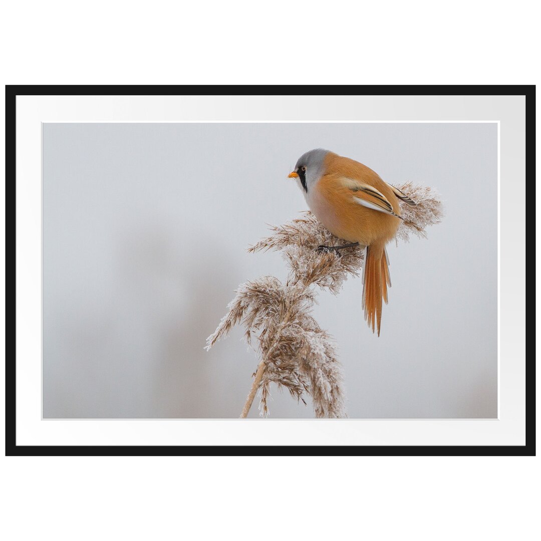 Gerahmtes Poster Vogel auf Weizen im Winter