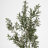 Faux 71'' Olive Tree