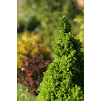 Evergreen tree 158762091