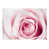 Rose / blanc