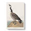 Hutchins Barnacle Goose by John Audubon - Wrapped Canvas Painting-55359857