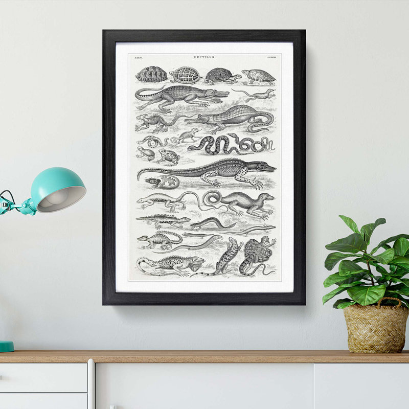 Study of Reptiles by Oliver Goldsmith - Framed Print, 48cm H x 36cm W x 2cm D, Black Framed