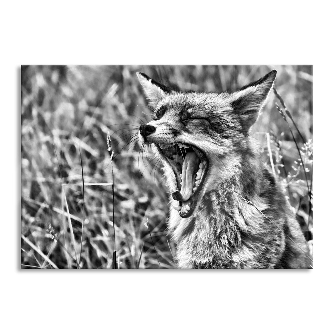 Glasbild Müder Fuchs auf einer Waldwiese