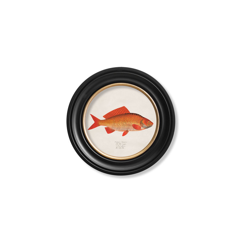 Goldfish by Mid-1800s - Single Picture Frame Print on Archival Matt 230gsm Paper