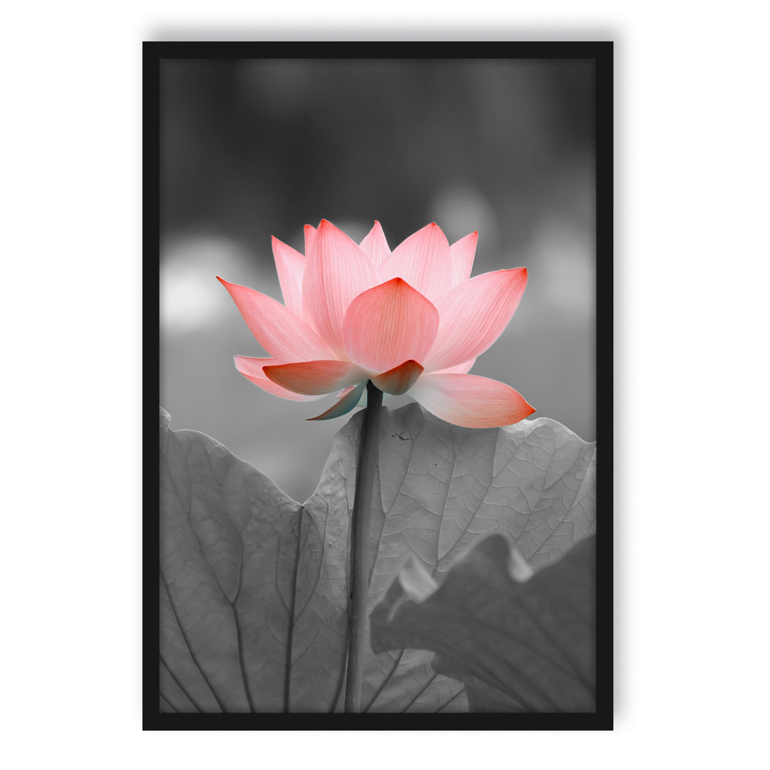 Gerahmtes Foto "Beautiful Lotus"