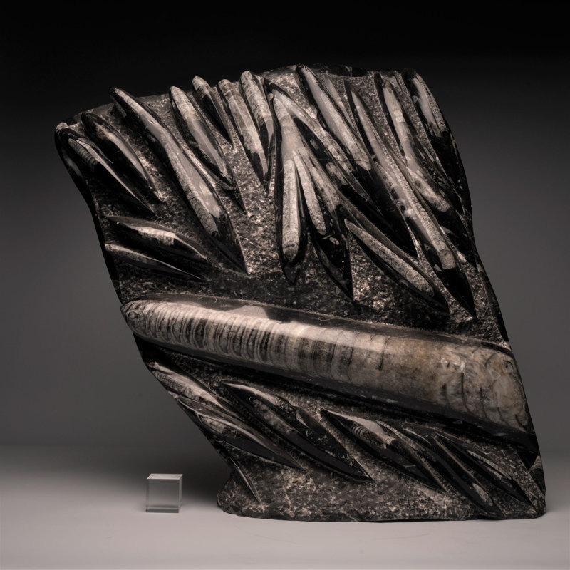 Sculpture orthocère