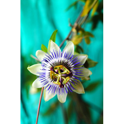 Cavandale Passion Flower - Wrapped Canvas Print