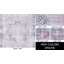 Tucson Florentine Machine Washable Non-Slip Area Rug -171656537-171656540