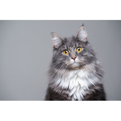 " Cat Portrait " by Nils Jacobi