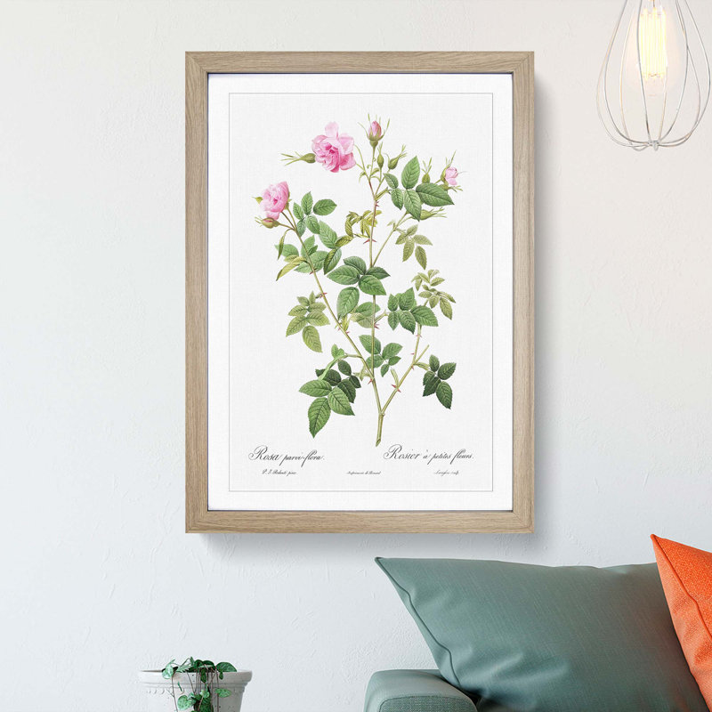 Wild Rose in Pink by Pierre-Joseph Redoute - Picture Frame Painting Print, 65cm H x 48cm W x 2cm D, Oak Framed