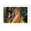 Old Surfboards - Picture Frame Photograph