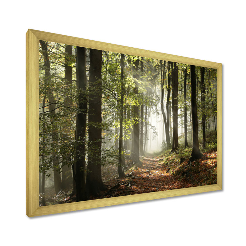 «Green Fall Forest with Sun Rays - Forest», reproduction de photo, H 12 po x l 20 po, Impression encadrée, Doré