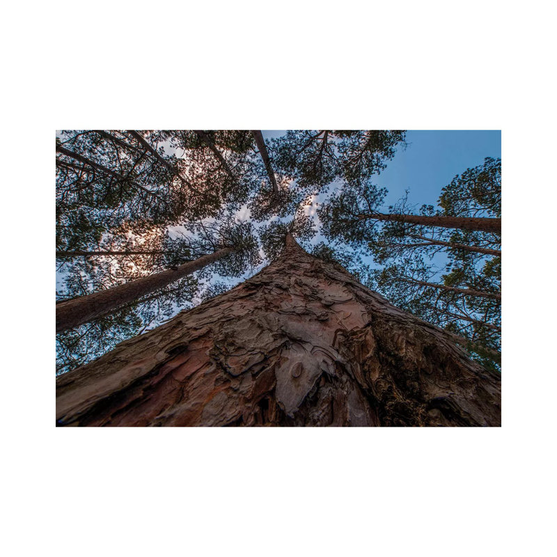 États-Unis, Minnesota, parc d'État Itasca par Peter Hawkins - photographie sur toile tendue, H 12 po x l 18 po x 1,5 po