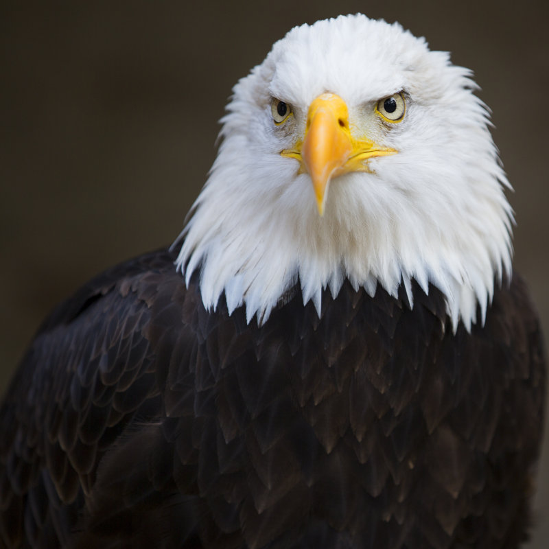 Bald Headed Eagle by Davidevison - Wrapped Canvas Print, 91cm H x 91cm W x 3.8cm D