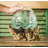 Jarom Glass Driftwood Terrarium Planter 