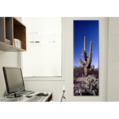 " Saguaro National Park, Tucson, Arizona "