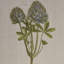 Lin botanique, art décoratif - 4 pièces pour les murs de la maison, encadré botanique, 4 chambres