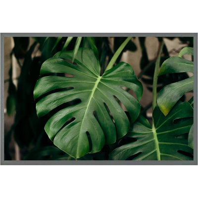 Abdikarim Monstera Leaves In Home Interior - Single Picture Frame Print