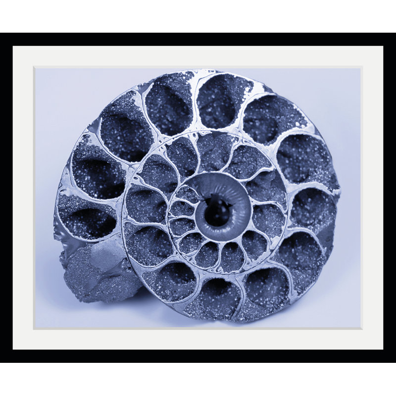 Shell 1 Piece Single Picture Frame Wall Art