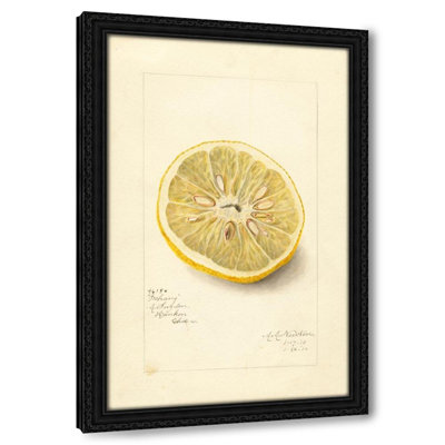Citrus sinensis: Ichang (1910)