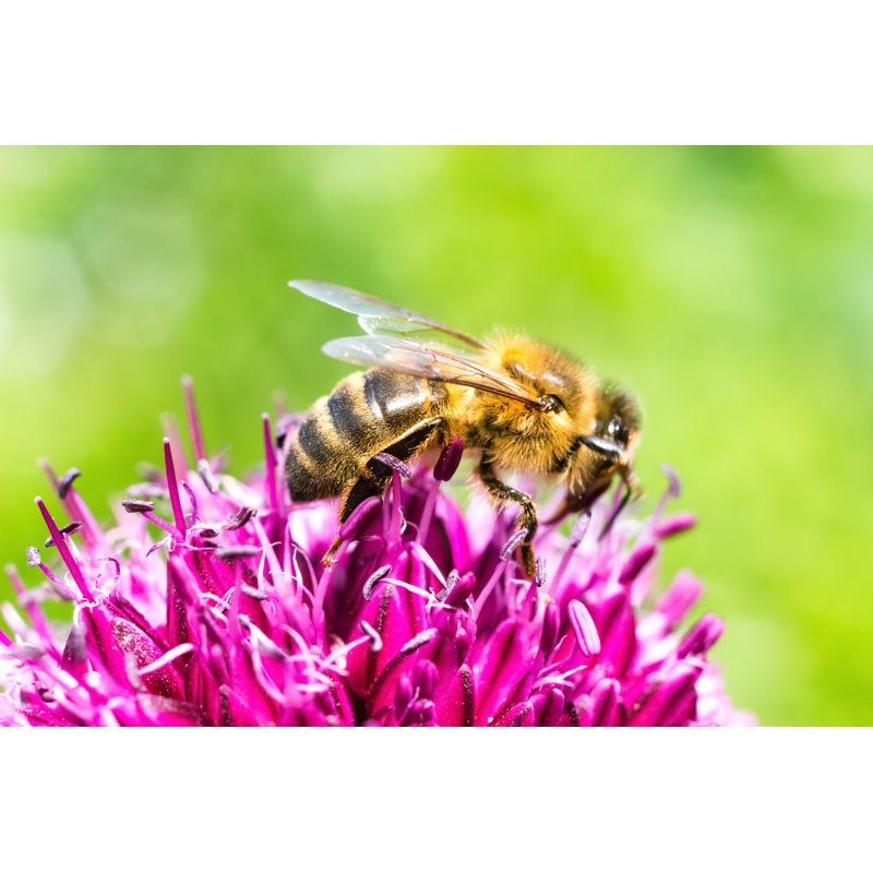 Bee On Allium Sphaerocephalum by AnnekeDeBlok - No Frame Print on Canvas, 51cm H x 76cm W