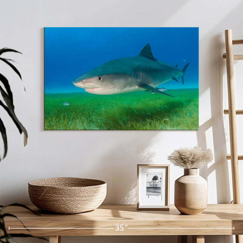 Brampt Tiger Shark On Sea Grass, 16" H x 24" W