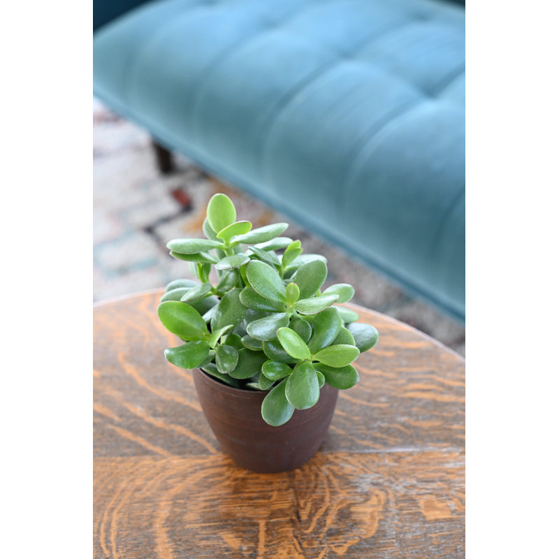 Live Jade Plant in Classic Pot, Brushed Silver