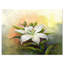 Fleur de lis blanc - reproduction d'art sur toile-35109100-35109092
