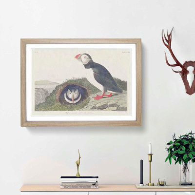 Puffin Birds by John Audubon - Picture Frame Painting Print