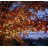 100 Lt String Light (Set of 2)-101646278-101646279