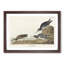 Sandpiper Birds by John Audubon - Picture Frame Painting Print-55601808-55601809