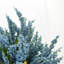 Heather Floral Arrangements with Shells in Mason Jar-1393573936