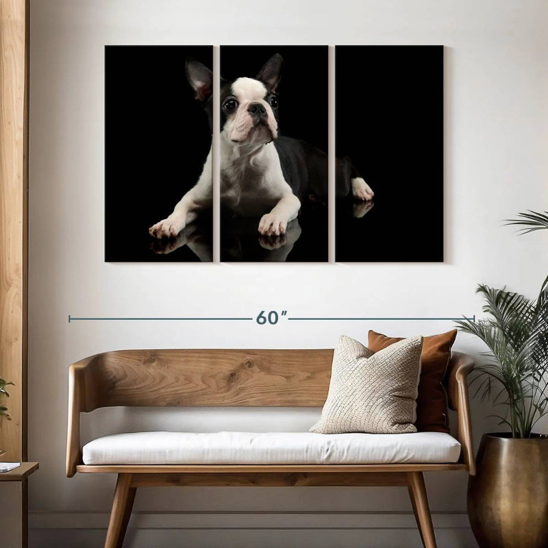 Brampt Young Boston Terrier, 32" H x 50" W
