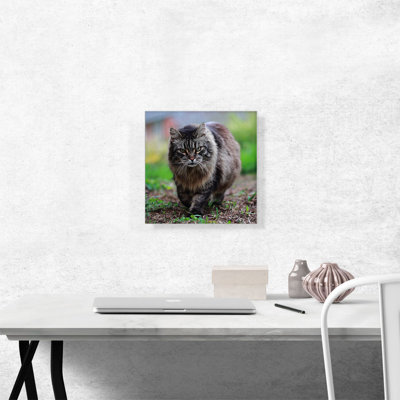 " American Bobtail Cat "